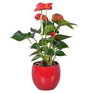 Anthurium – Elegancija i svježina u vašem domu